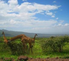 Кения – в търсене на голямата миграция – сафари и почивка 01.09.2024